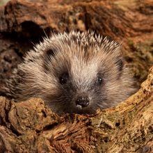 Hedgehog Included on First Red List for British Mammals