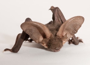 wildlife_bat