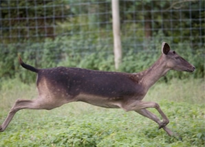 deer-adoption-image