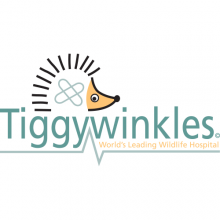 Come for a day at Tiggywinkles this Half Term. Closed on Sundays.