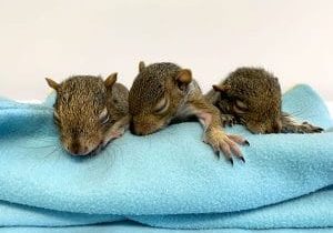 Juvenile Squirrels